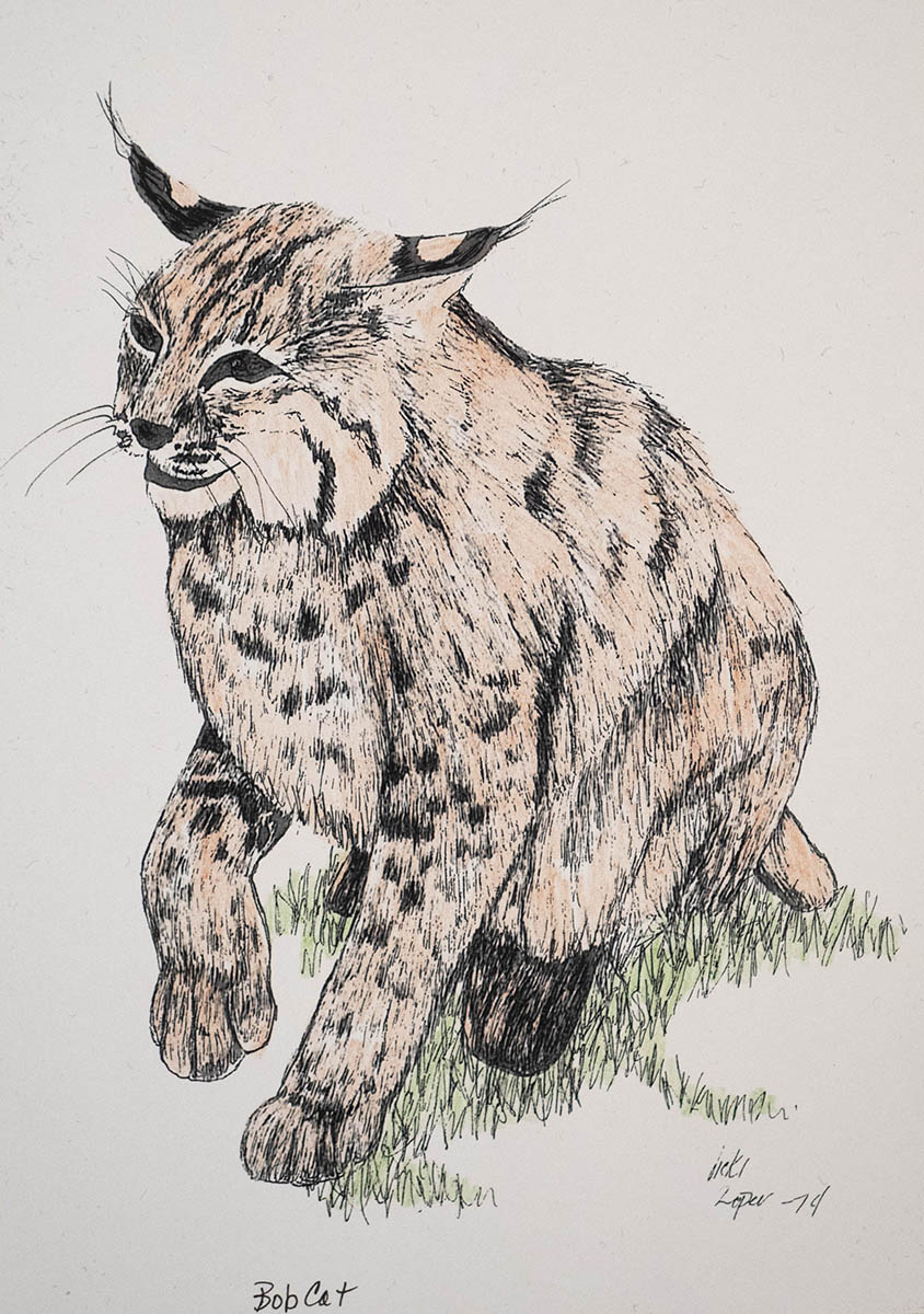 Bobcat